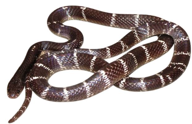 Common Krait