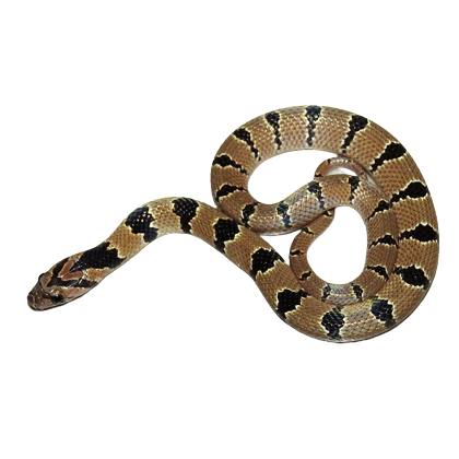Common Kukri Snake