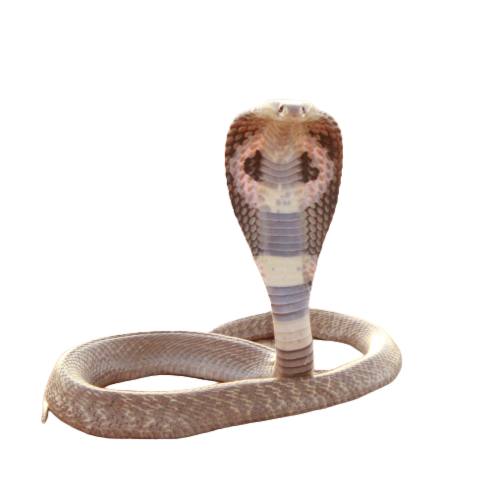 Indian Cobra