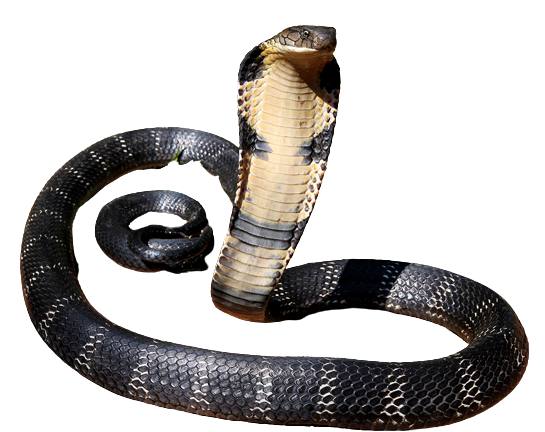 King Cobra