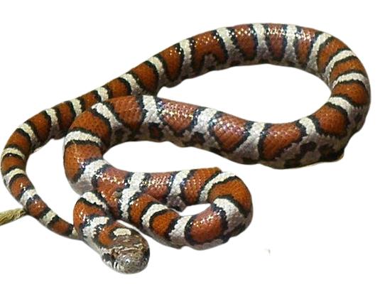 Milk Snake