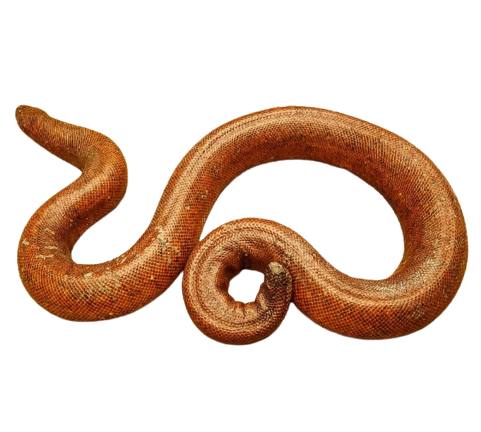 Red Sand Boa