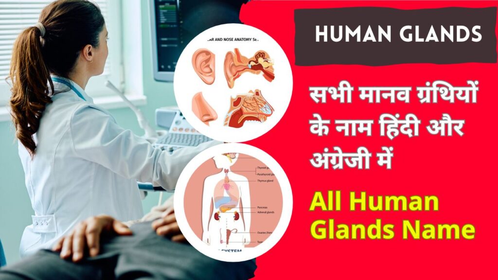 human-glands